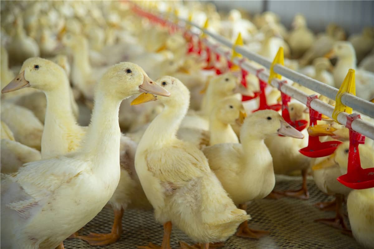 RFID技術でスマート畜産を推進する