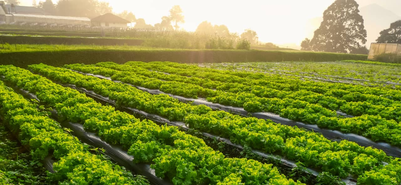 スマート農業におけるRFID：UHF RFIDモジュールから機械追跡・メンテナンス用ステッカーまで